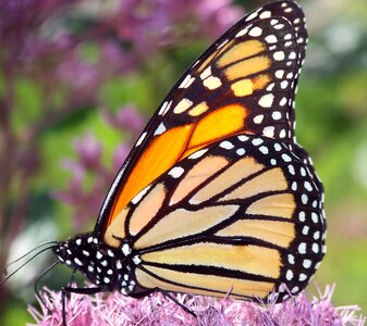 Orange wings bug