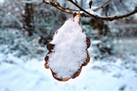 Branch snow snowflakes photo