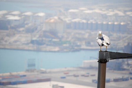 Barcelona port seagull barcelona