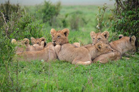 Lions lionesses vegetation