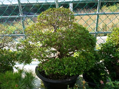 Advanced Japanese bonsai photo