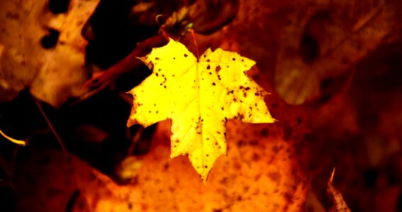 Autumn autumn season branch