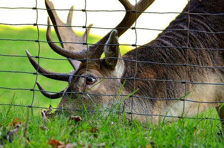 Animal antler beautiful photo
