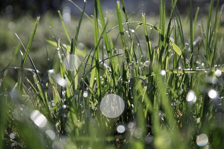Morgentau dew drip