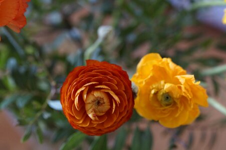 Ranunculus red plant photo