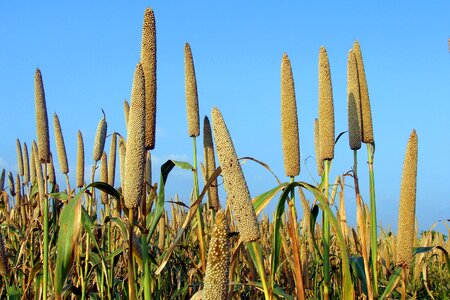 Crop spike cereal