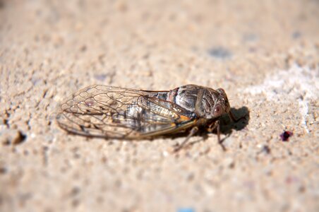 Insect cicada demo effect