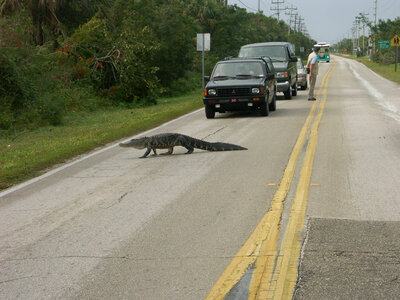 American Alligator crosses the road