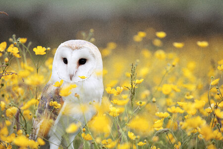 Beautiful Nature Scene with Barn Owl and Yellow Flowers photo