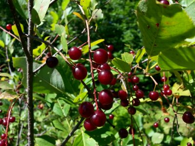 Fruits food wild