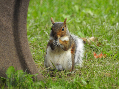 grey squirrel eating nut photo