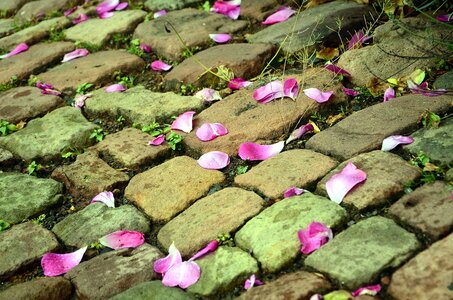 Pattern petal road