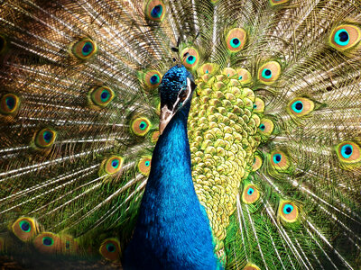 Indian Peacock - Pavo cristatus photo