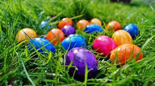 Spring in the grass colors