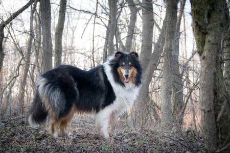 Forest collie fur
