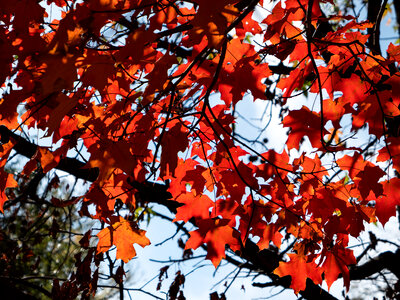 Red Leaves on Tree photo