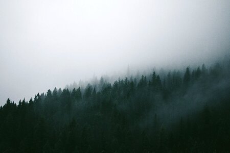 1 Black fog gray photo