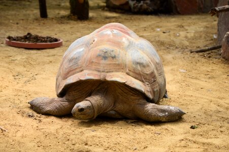 Animal wildlife wild
