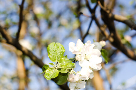 flower photo