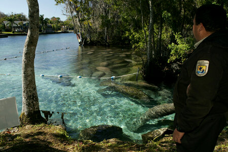 Florida manatee-1