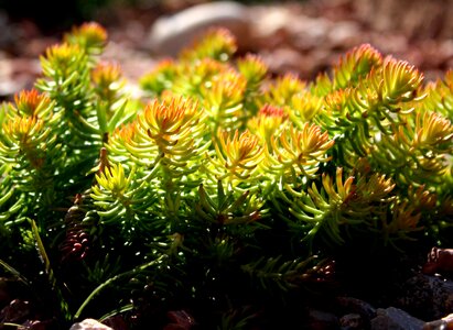 Dark Green greenish yellow plants photo