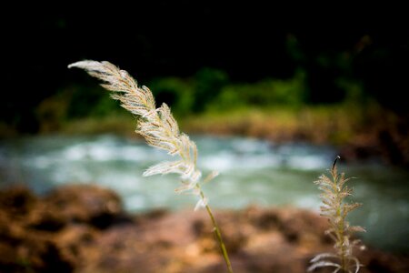 Field spring summer