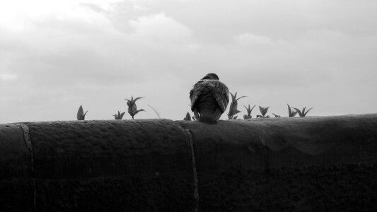 Avian sitting rock pigeon photo