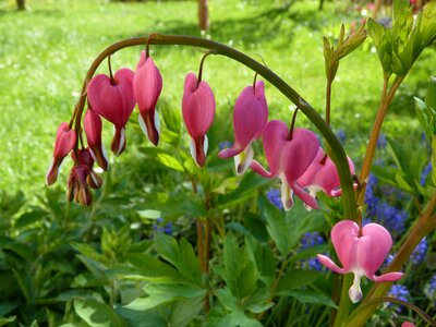 Bleeding heart flower arch lamprocapnos