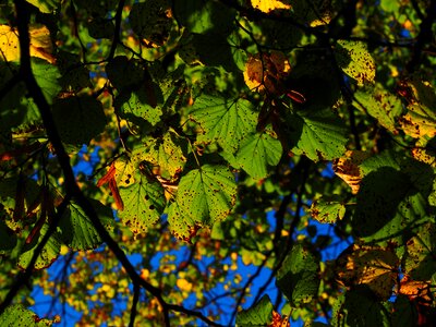 Colorful fall color fall foliage photo