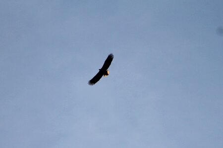 Bird fly sky