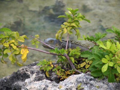 Wildlife wild vertebrate photo