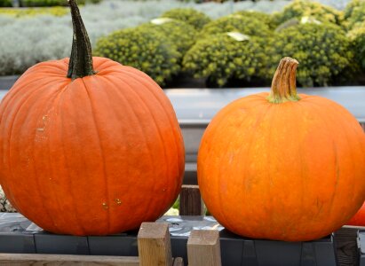 Still Life autumn pumpkin