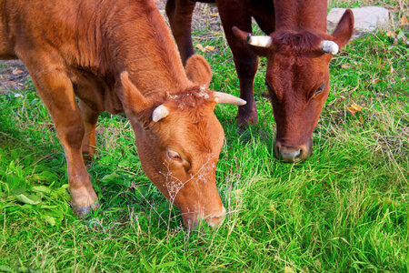 Cows photo