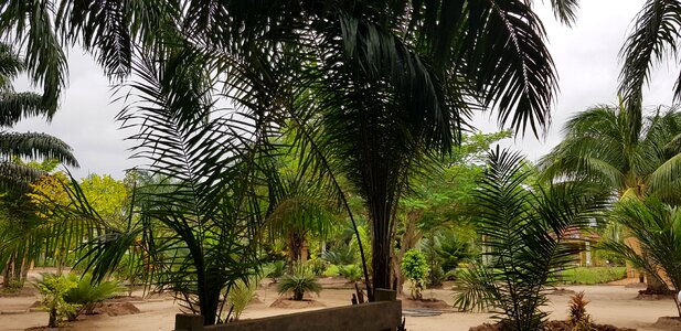 Palm tropical tree photo