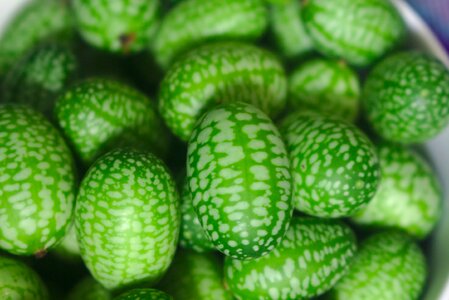 Mexican sour gherkin melothria scabra cucamelon