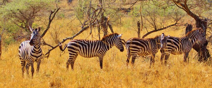 Zebras africa safari photo