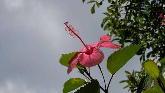 Natural blossom bloom photo