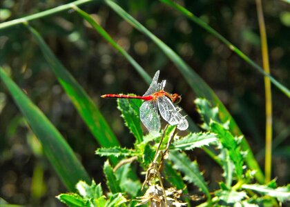 Wing fauna wildlife