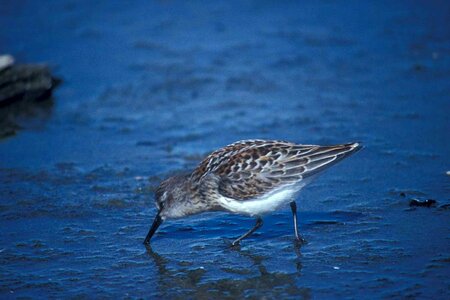 Bird Scolopacidae water