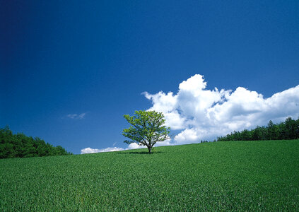 Beatiful morning green field with blue heaven photo