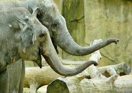 African bush elephant pachyderm animal portrait