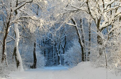 Winter magic winter dream winter forest