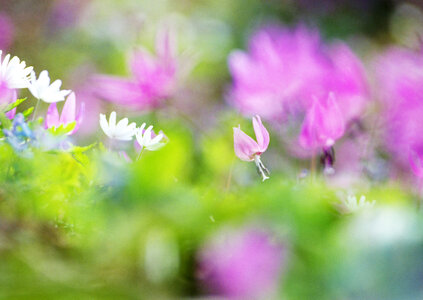 beautiful summer wild ox-eye daisies photo