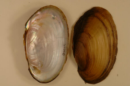 Leptodea fragilis-1