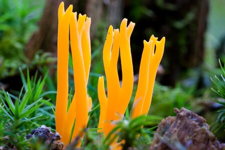 Goatee meadow coral clavaria corniculata