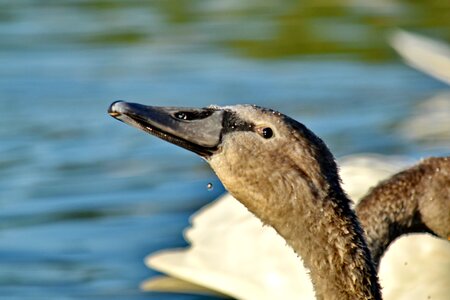 Head movement swan