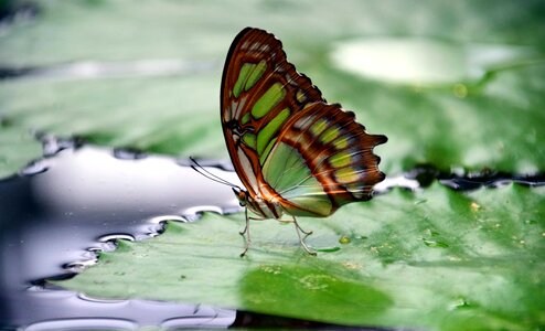 Animal arthropod beautiful