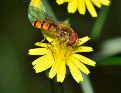 Diptera episyrphus balteatus photo