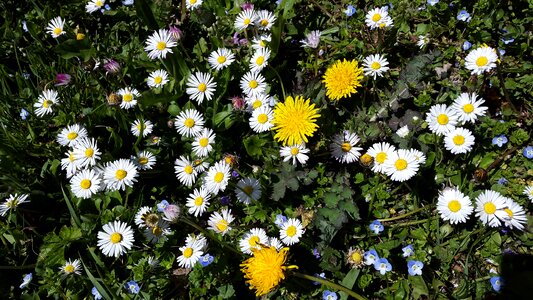 Nature flowers summer photo