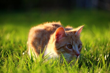 Animal beautiful photo cat